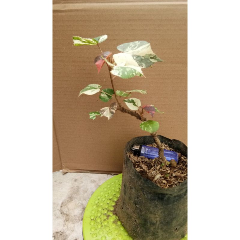 Waru Varigata Bahan Bonsai