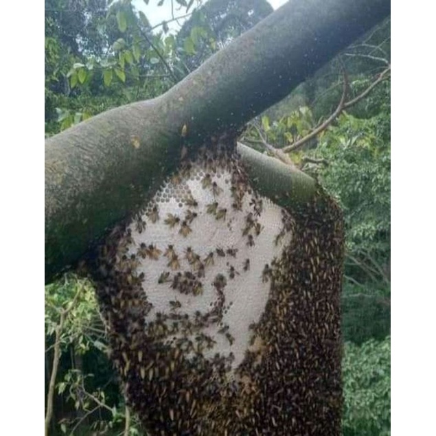 

madutawongung
