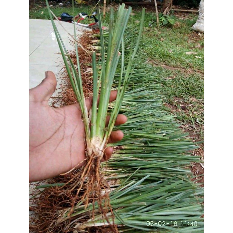 Bibit Rumput Vetiver Akar wangi