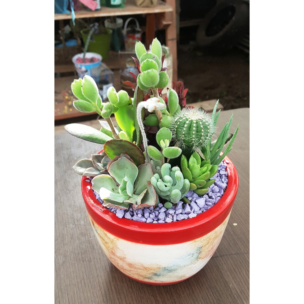 Minigarden Kaktus  Sukulen PROMO MURAH LENGKAP pot  used 