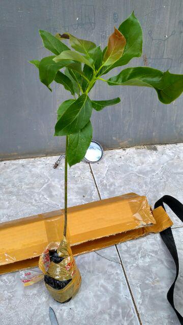 Termurah Bibit Tanaman Buah Alpukat Aligator Unggul/ Bibitt Murah Apokatt