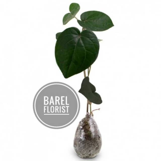 Tanaman hias Daun sirih hitam