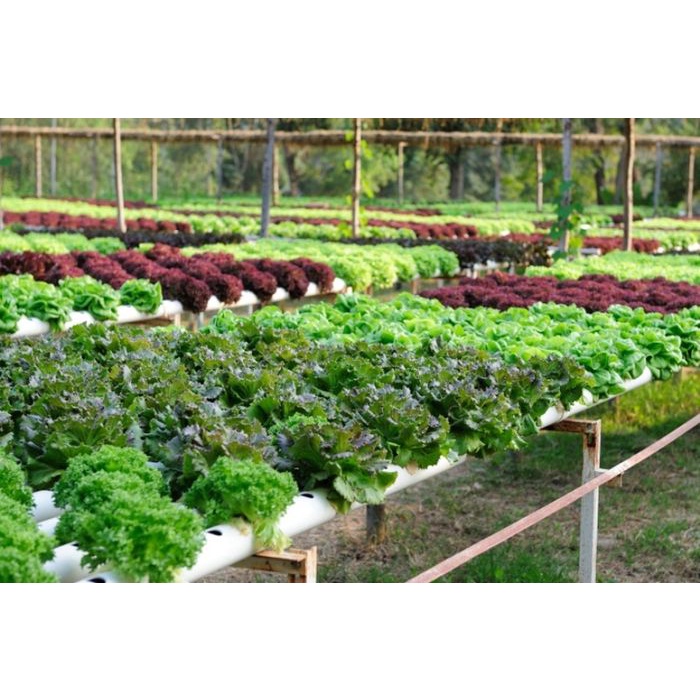 BENIH SAYURAN UNGGUL TERLENGKAP TERJANGKAU BIBIT KUBIS TOMAT SAWI TERONG CABE BUNCIS BAYAM KANGKUNG-1