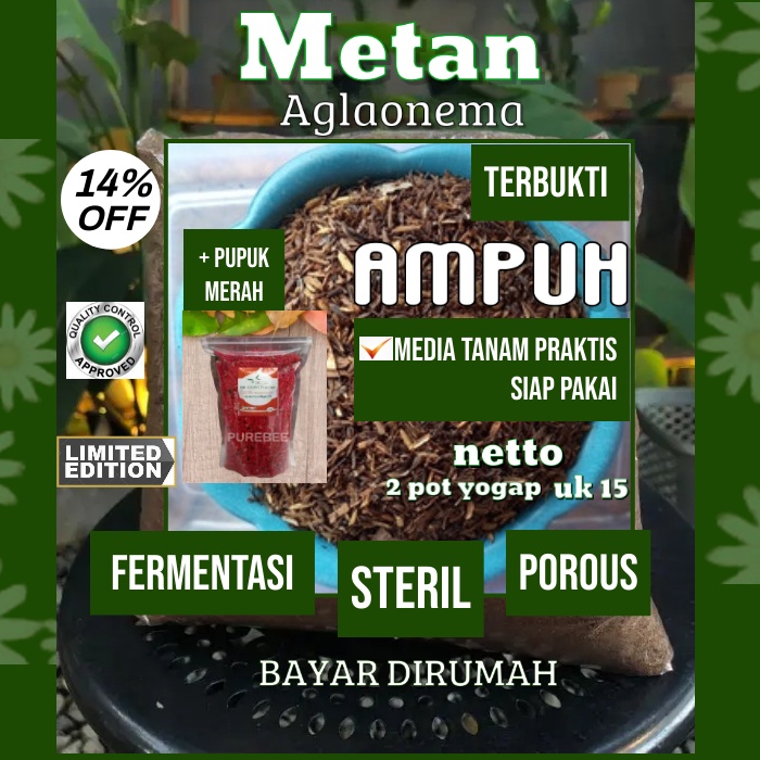 Media tanam subur super aglonema aglaonema aglo fermentasi organik cocopit pakis pasir malang porous