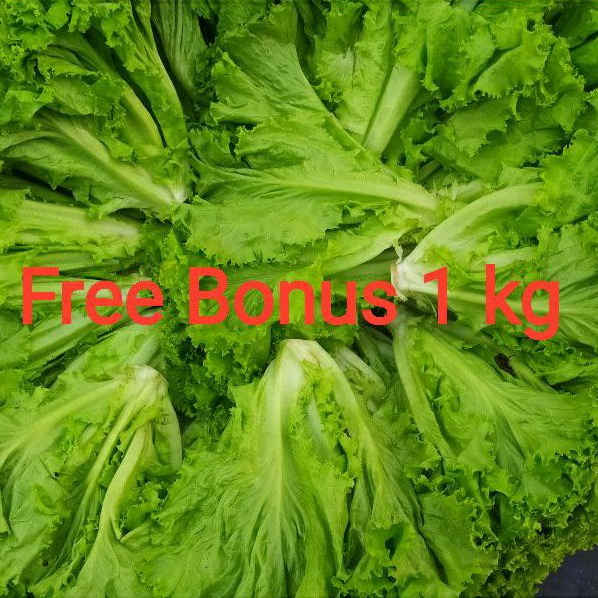 

Selada Kriting 1 kg + Gratis Bonus