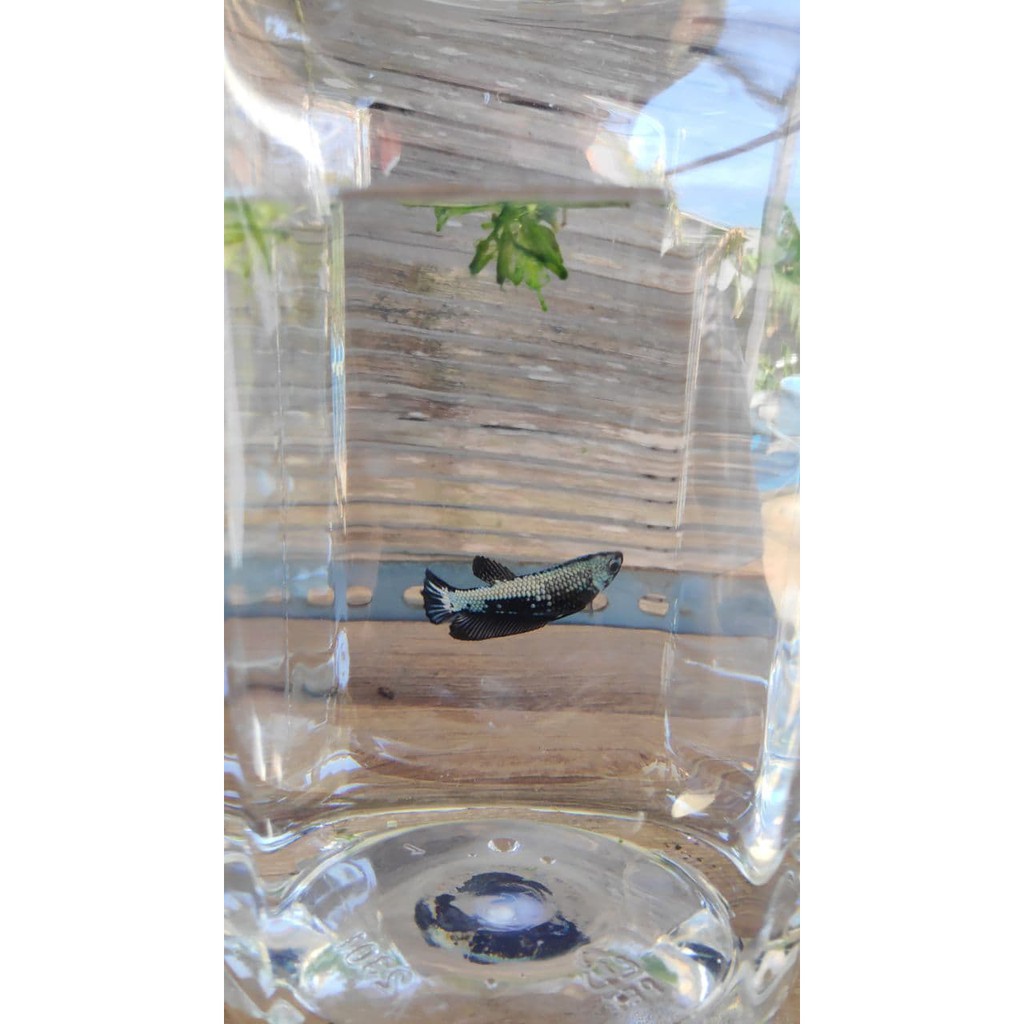 Ikan Cupang Black Samurai