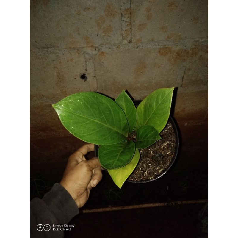 anthurium jemani kobra