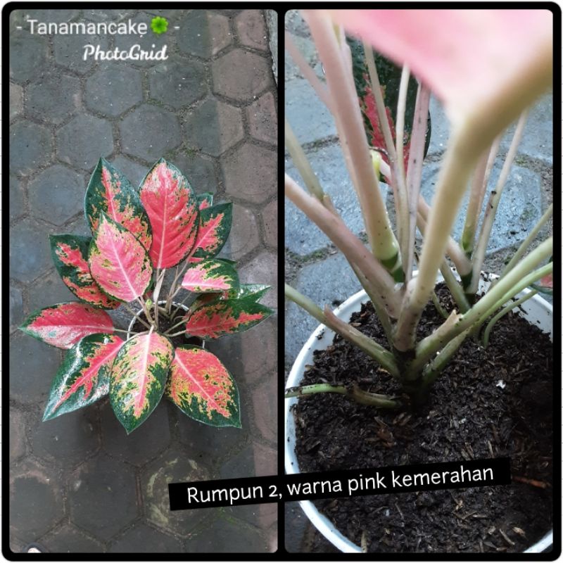 Aglonema Kochin Paramruay Rumpun (besar,chat untuk foto terbaru)