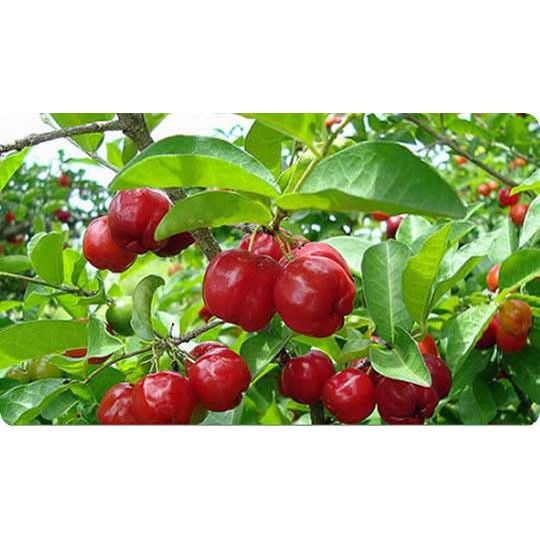 Bibit Tanaman Buah Ceri Vietnam