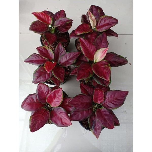 BLACK MAROON - Tanaman Hias Aglonema / Aglaonema