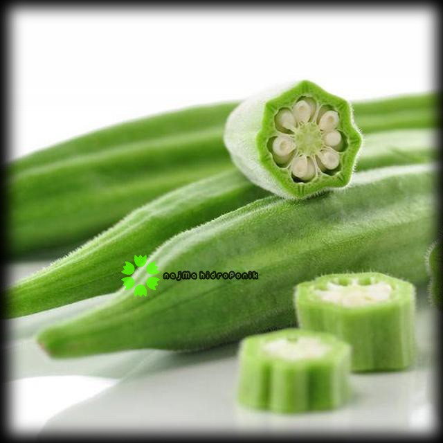 4 Butir Benih Okra Hijau Repacking (Known You)