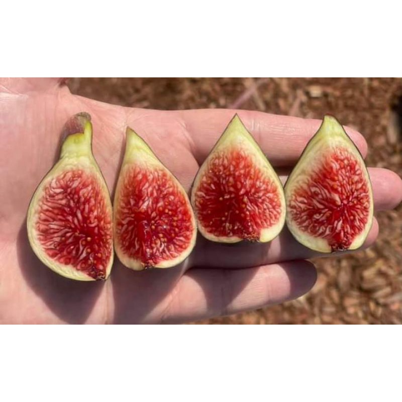 bibit buah tin cangkok Dela Gloria - bibit tin langka