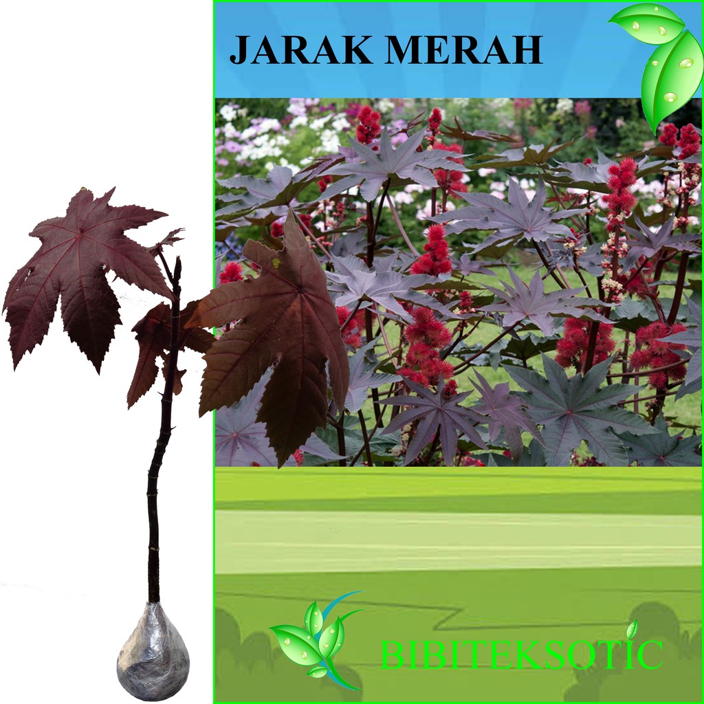Tanaman Jarak Merah