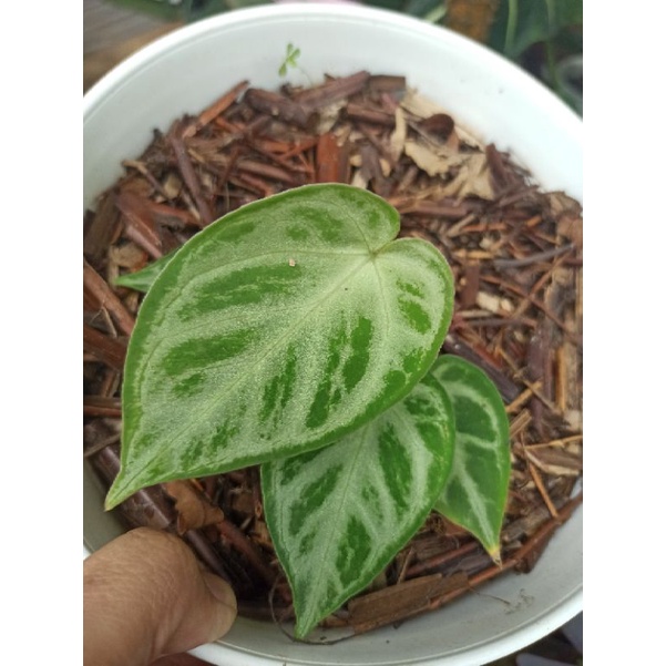 anthurium dorayaki anthurium silver blush