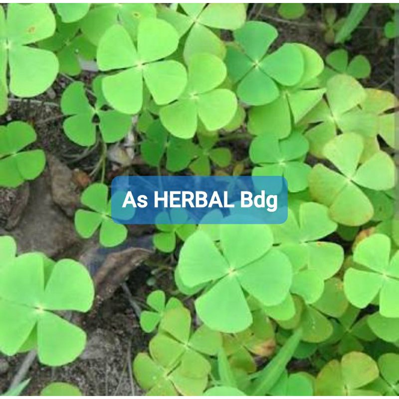 

Daun semanggi segar semanggi sawah 500 gram-az