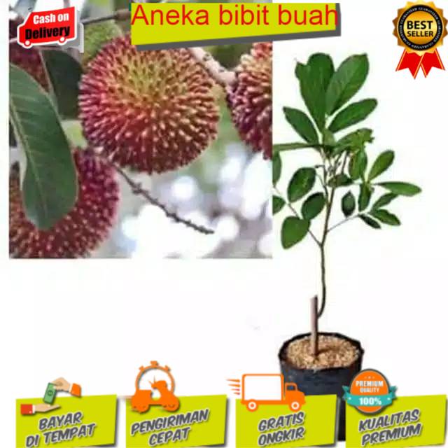 Bibit rambutan rapiah okulasi