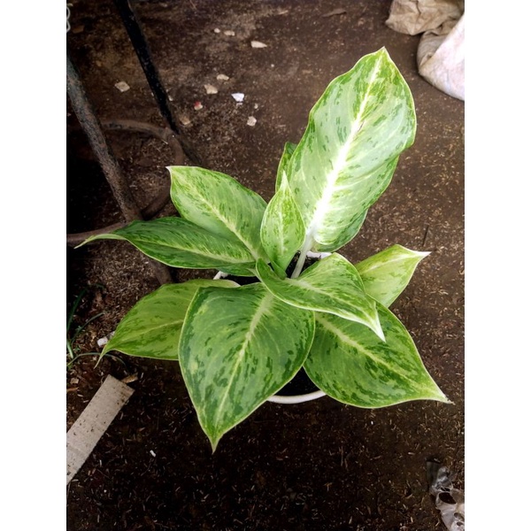 aglaonema Silverqueen