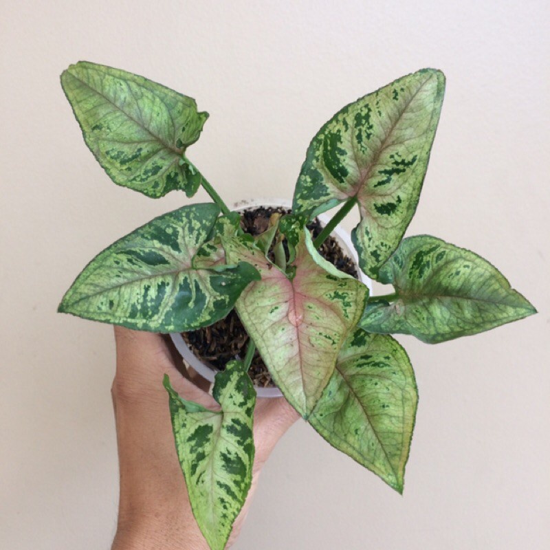Tanaman Hias Syngonium Christmas / Singonium Christmas / Syngo Christmas
