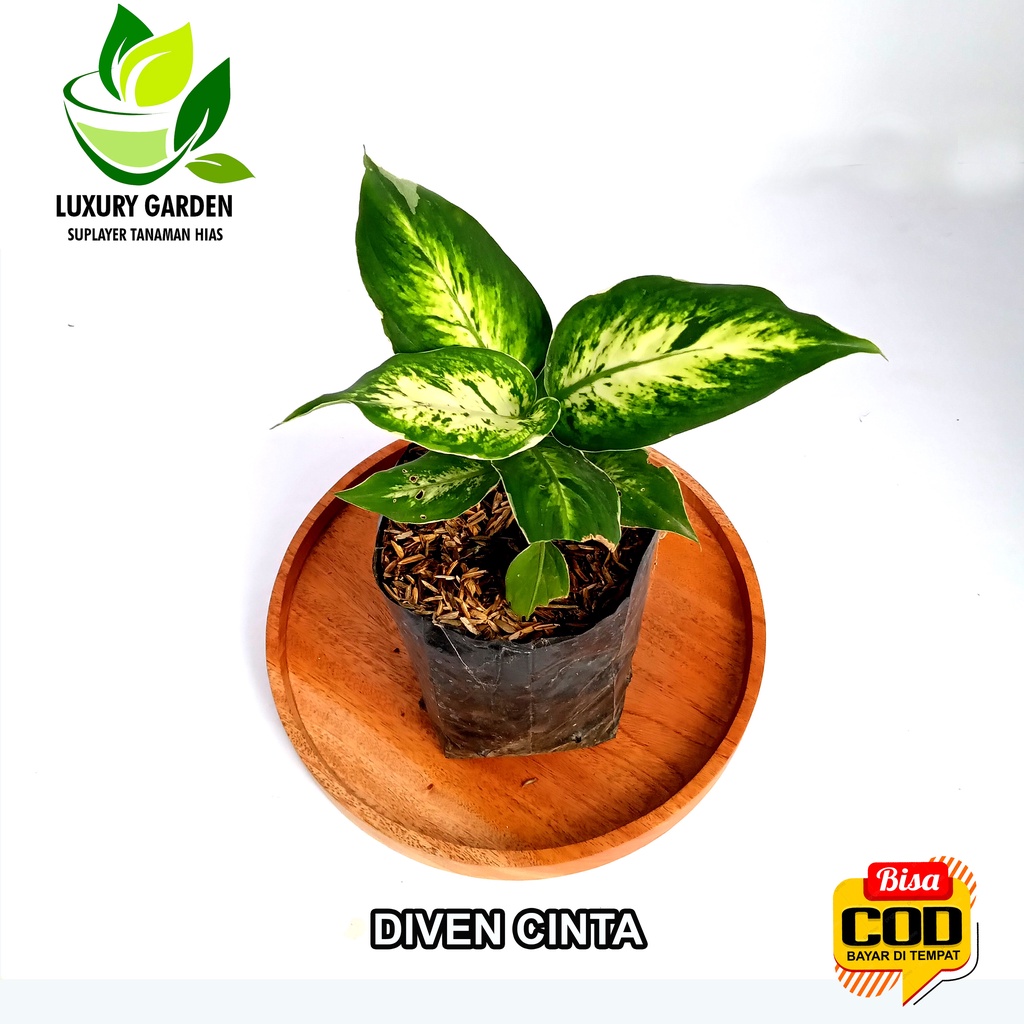 Tanaman Hias Bunga Aglonema Diven Lukisan Cinta Banfchia Sparkle Blance List Tissue Classic Happy Ha