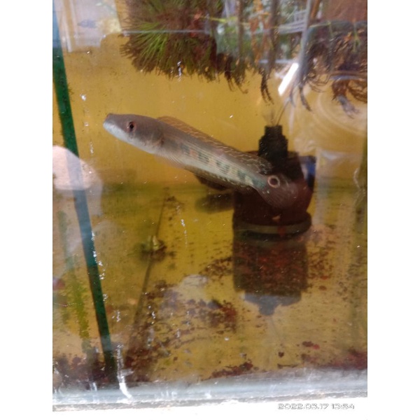 Channa Pseudomarulius Western Ghats Original Size 9-10cm Single Tank