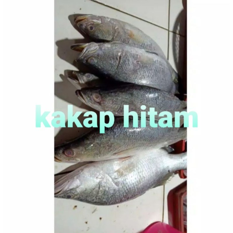 

KAKAP HITAM/500GRM