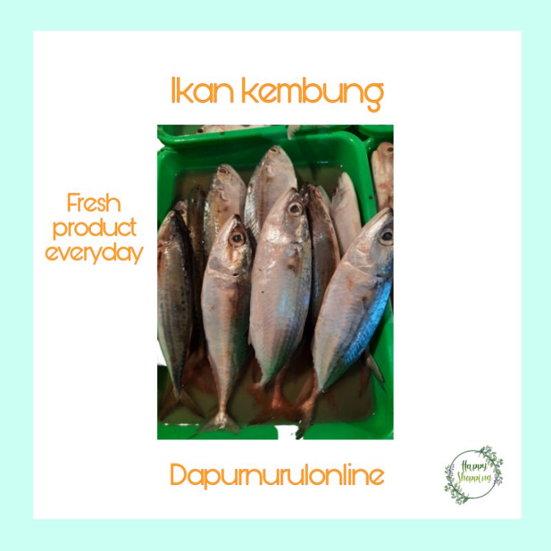 

Ikan kembung fresh 500gr - 1 kg