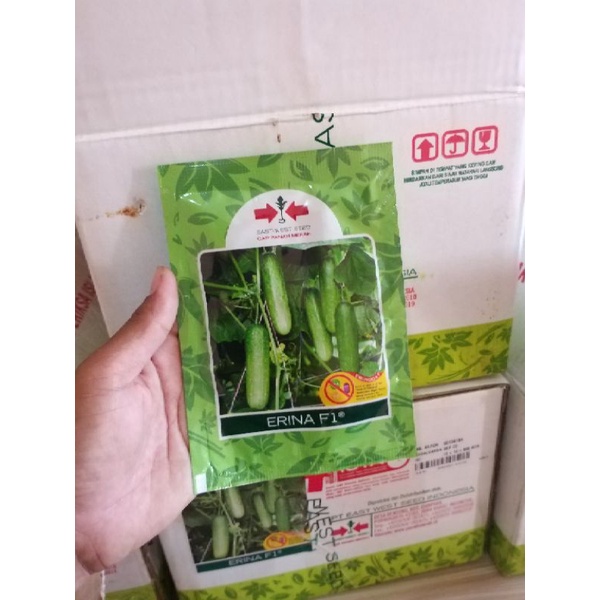 Benih timun ERINA F1 - Original panah merah