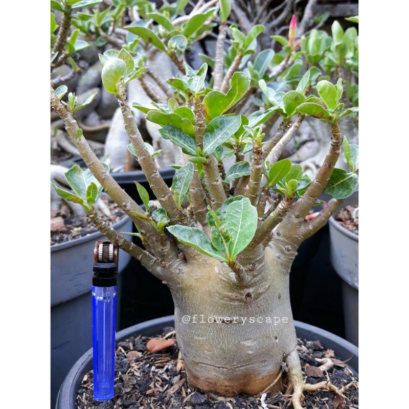 Adenium godji