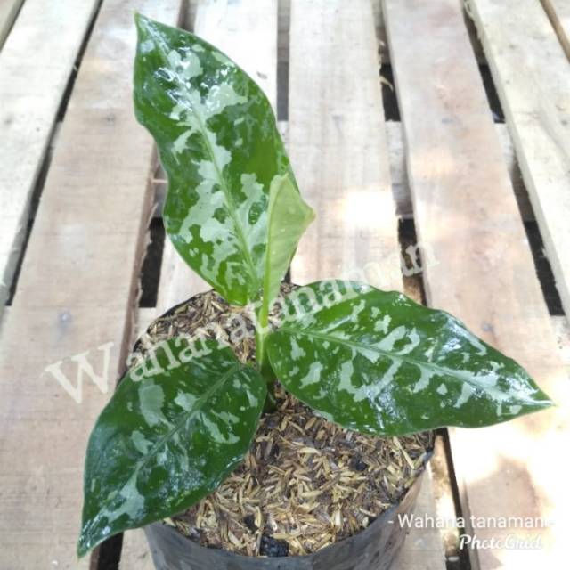 Tanaman langka aglaonema pictum - tanaman hias aglonema piktum - tanaman pot agloenema