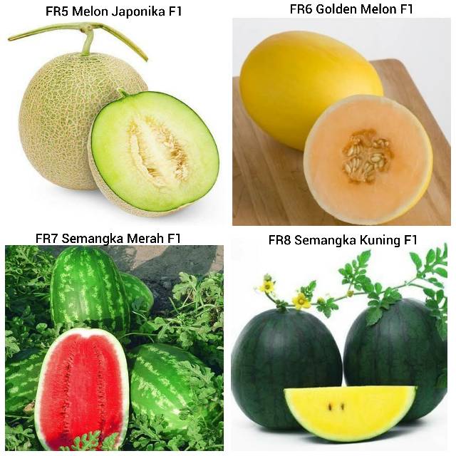 Cara Menanam Melon Dengan Praktis Dan Mudah