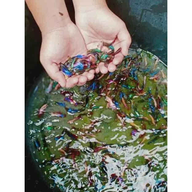 Terlaris Ikan Cupang Hm Plakat Dll Paketan 50Ekor Betina Dan Jantan