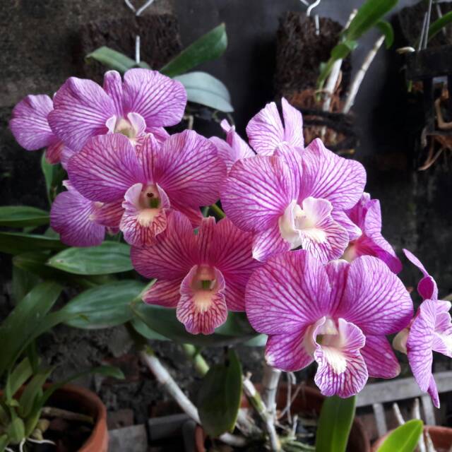 riyanti810