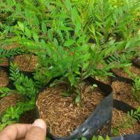 Tanaman hias cendrawasih tanaman hias hidup cendrawasih tanaman bahan bonsai cendrawasih tanaman hias murah cendrawasih-5
