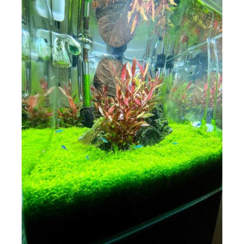 tanaman aquascape monte carlo