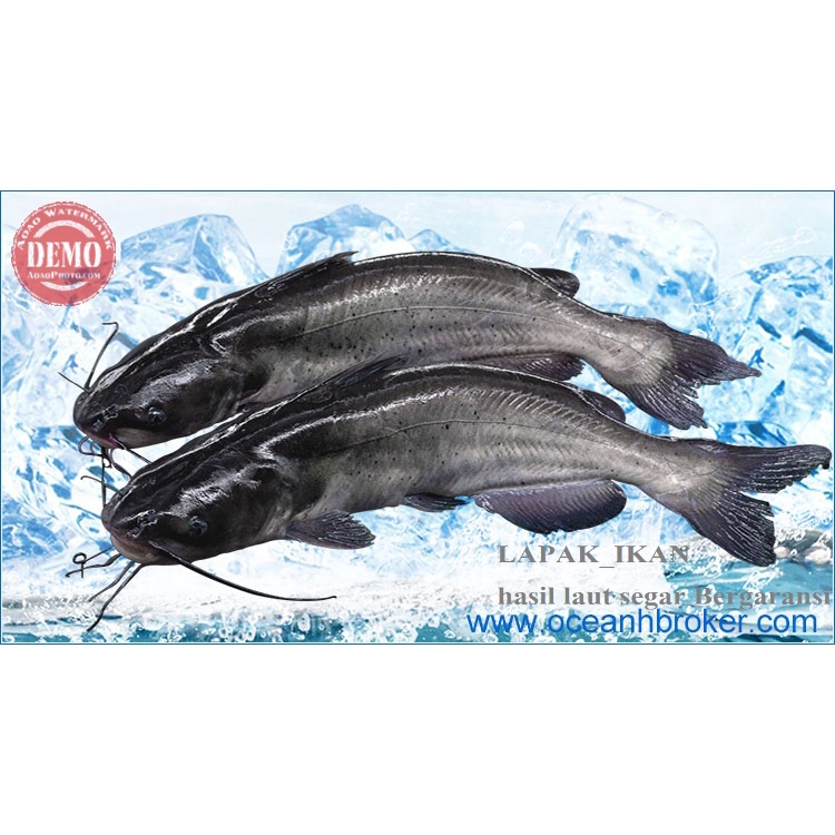 

Ikan Baung Segar 1Kg Ikan Harian SEGAR Dan BERGARANSI