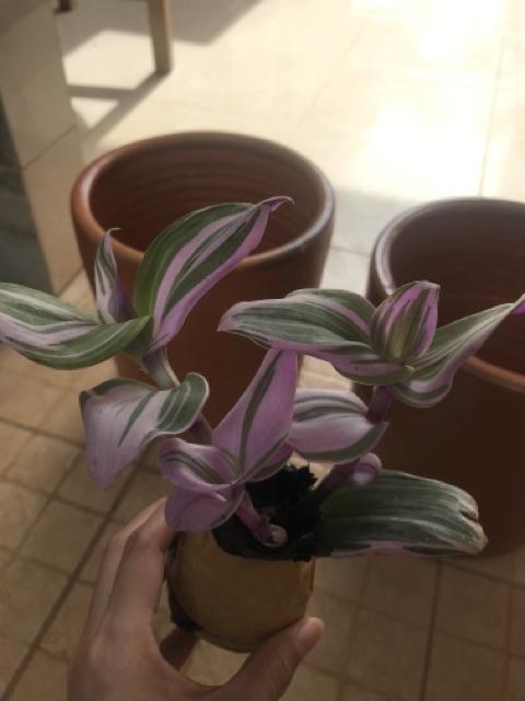 Tanaman Hias Nanouk Tradescantia