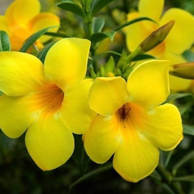 Bunga Alamanda Kuning