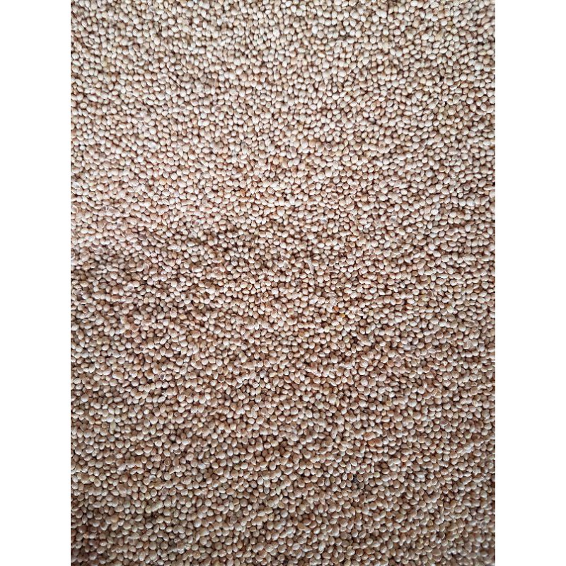 MILET PUTIH 1 KG - PAKAN BURUNG LOVEBIRD/PAKAN BURUNG PERKUTUT&PARKIT