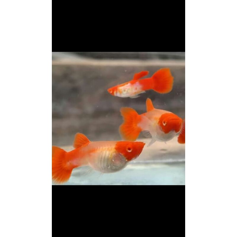 ikan guppy albino koi gen red ear | ikan guppy | ikan hias