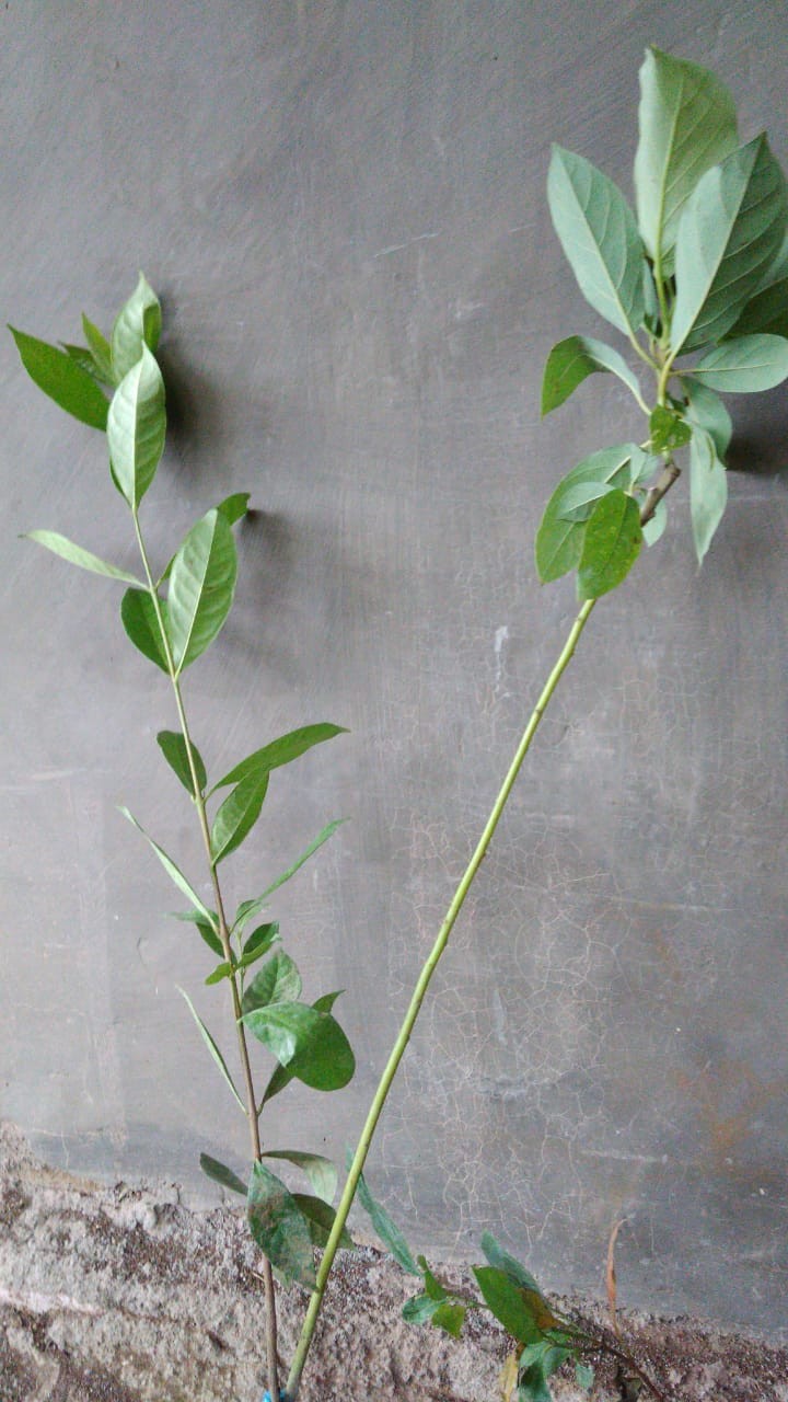 Termurah Bibit Tanaman Buah Alpukat Aligator Unggul/ Bibitt Murah Apokatt