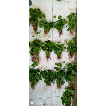 

daun herbal pegagan 50 daun