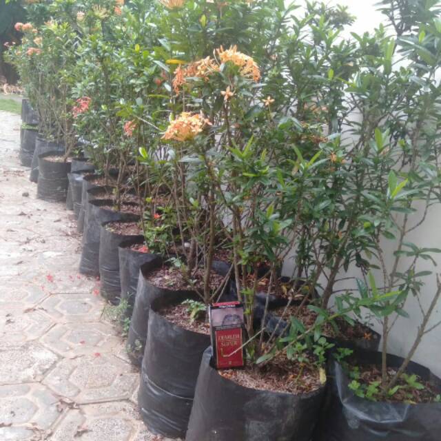 Asoka bunga orange