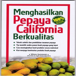 Menghasilkan Pepaya California Berkualitas