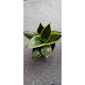 Sansivera laurenty/sansivera mini