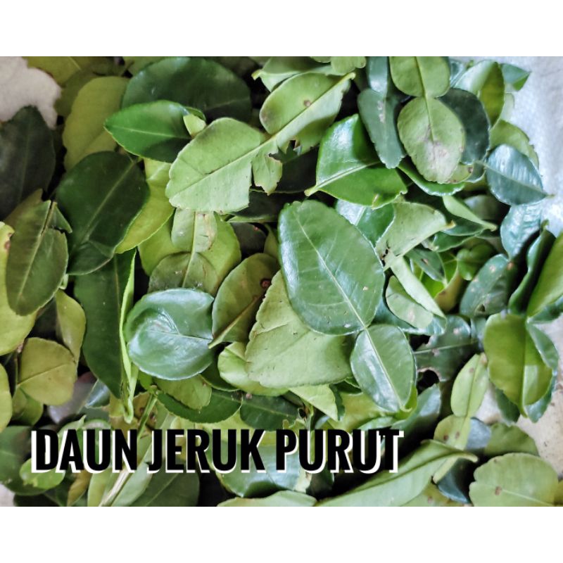 

daun jeruk purut grosir