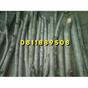 Tanaman Angsana Sonokembang Bibit Stek Batang