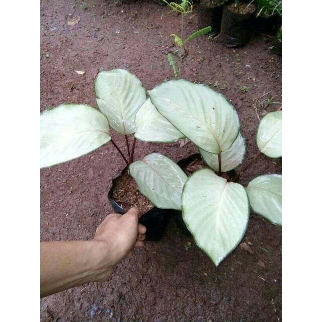 Tanaman hias calathea silver plate