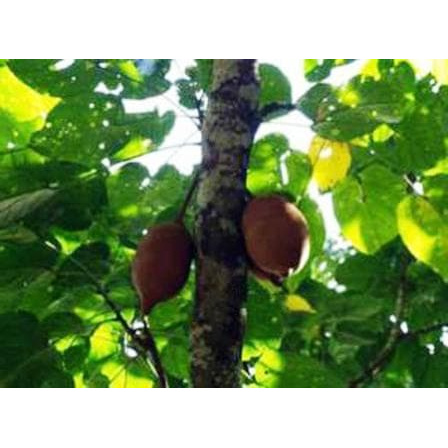 

mke62vt Kluwek / Pucung / Kepayang Dr5Rdr