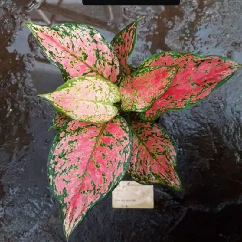 PROMO-Aglonema dud anjamani murah full merah