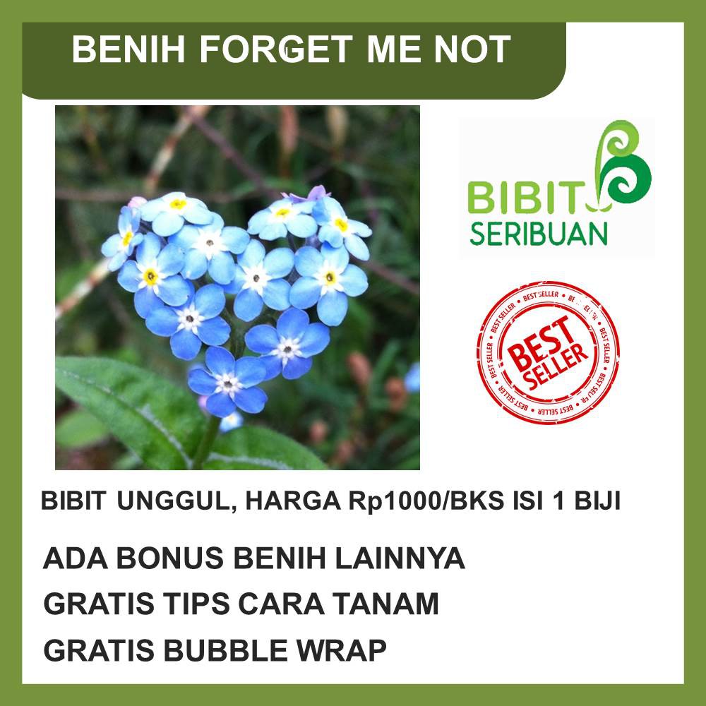 BENIH BIBIT BIJI SEED BUNGA FORGET ME NOT IMPORT 